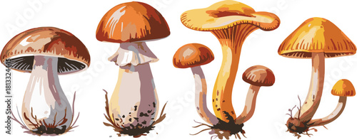 Four wild mushrooms vector with various cap and stem shapes on a transparent background