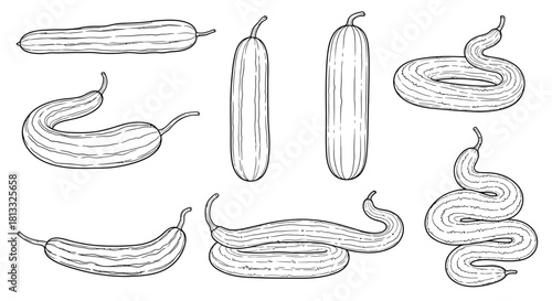 Collection of different types of snake cucumber isolated on white background