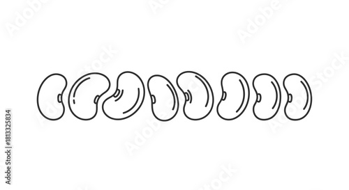 Line art of bean seeds in a row isolated on white background, vector illustration