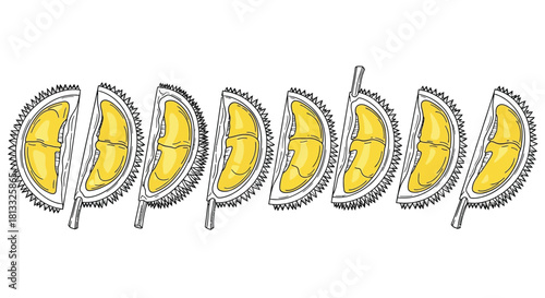 Hand drawn durian fruit slices isolated on white background in vector format