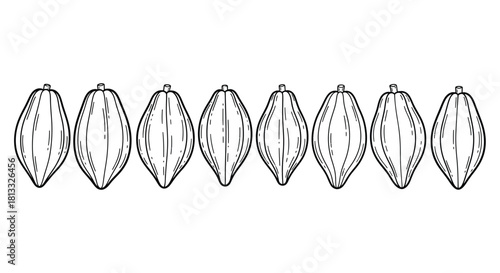 Hand drawn cacao beans isolated on white background in a row vector