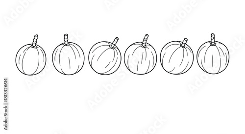 Hand drawn illustration of six longan fruits isolated on white background
