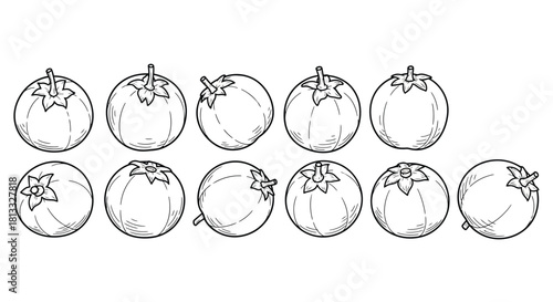 Eleven tomatoes in a row, black and white drawing isolated on white background