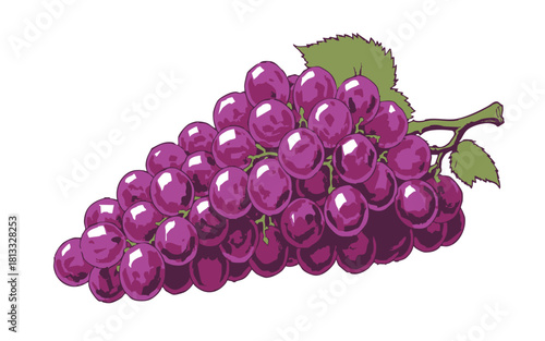 Plump Purple Grape Cluster with Stem and Leaf IllustrationPrint