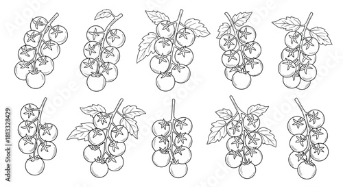 Hand drawn cherry tomatoes on branch, isolated on white background