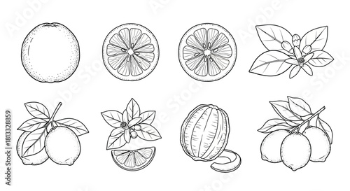 Hand drawn orange fruits isolated on white background in vintage style