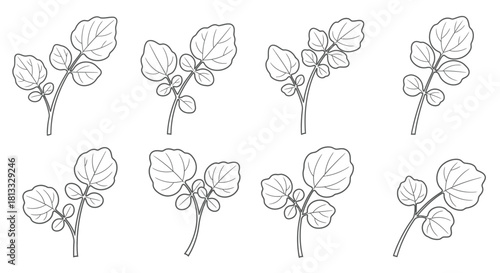 Hand drawn illustration of watercress isolated on white background