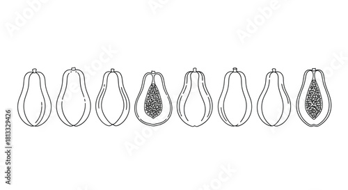 Hand drawn papaya fruit slices isolated on white background in vector format