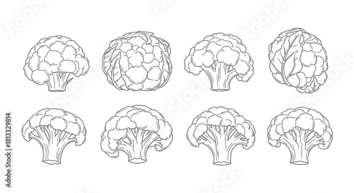 Hand drawn cauliflower set isolated on white background, vector illustration