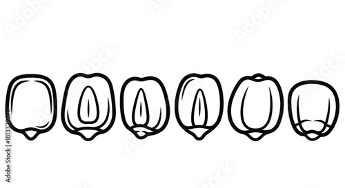 Corn kernel cross section isolated on white background in black and white