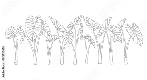 Hand drawn taro set isolated on white background, tropical plant vector