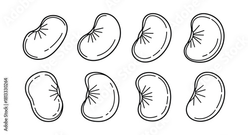 Hand drawn kidney beans isolated on white background in a row vector