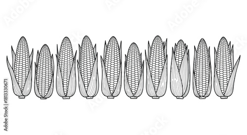 Hand drawn corn isolated on white background, vector illustration