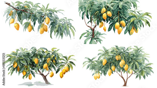 A detailed collection of mango tree illustrations featuring lush green leaves and ripe yellow fruits in natural botanical style, perfect for agriculture and food themes.