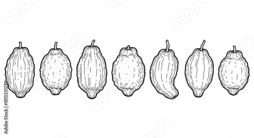 Hand drawn etrog fruits isolated on white background in vintage style