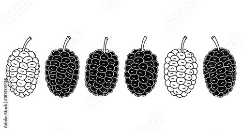 Hand drawn mulberry fruit isolated on white background