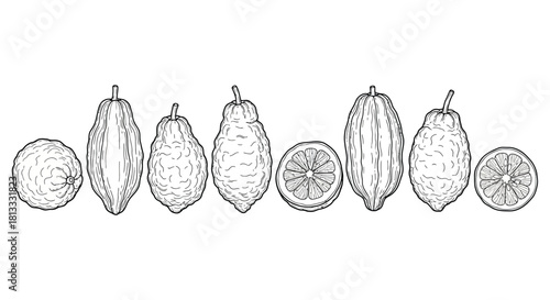 Collection of buddhas hand fruit isolated on white background line drawing