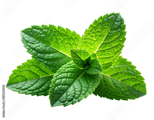Minimal Menthol Mint Leaf Cut-Out in Modern Aesthetic