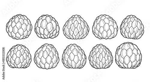 Hand drawn sugar apple fruit set isolated on white background illustration