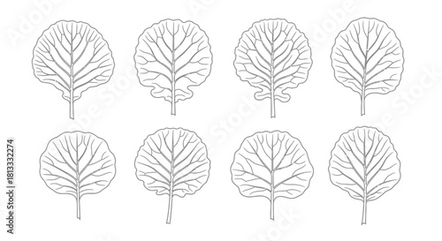Hand drawn kale leaves isolated on white background, vector illustration
