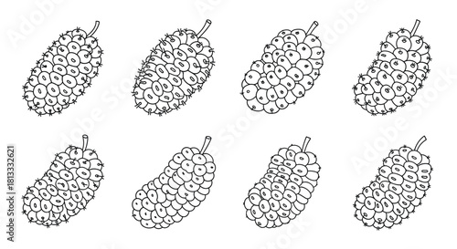 Hand drawn mulberry fruit isolated on white background
