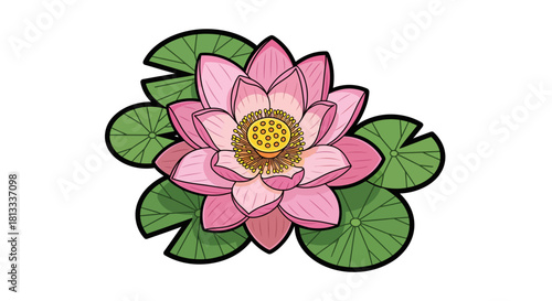pink lotus flower isolated