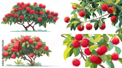 Vibrant illustration of rambutan trees with lush leaves and clusters of ripe red fruits. Perfect for botanical art, tropical themes, farming design, fruit packaging, and garden visuals.