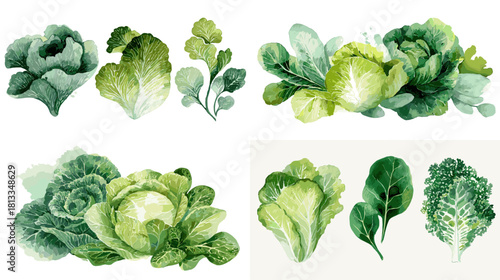 Watercolor illustration of green leafy vegetables including lettuce, cabbage, and leafy greens with soft botanical textures. Ideal for food design, farming themes, packaging, and organic produce art.