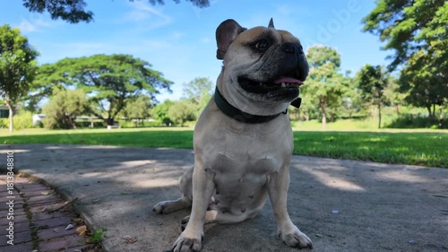 French Bulldog in Park: An adorable French bulldog sits confidently, eyes forward, basking in the sun of the park. The dog's expression shows the pet is feeling very good.