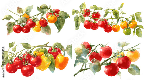 Watercolor illustration of tomato branches with ripe red and yellow fruits, lush leaves, and natural botanical details. Perfect for gardening themes, farm design, food labels, and organic produce art.