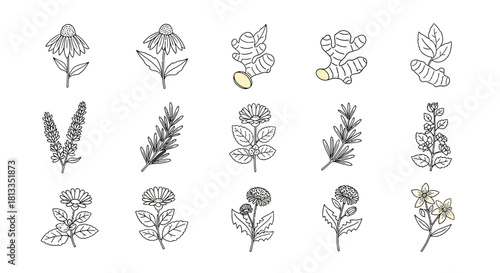 Botanical illustration featuring various herbs roots and flowering plant sketches