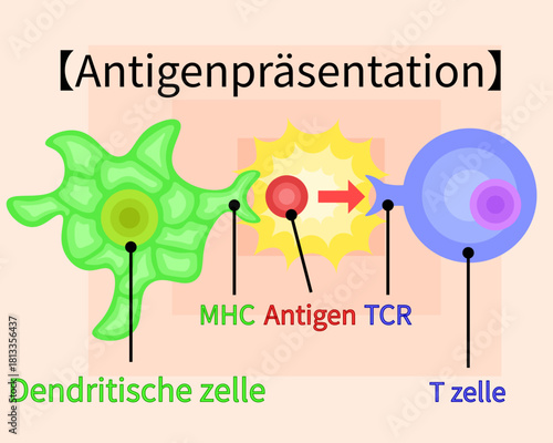 dendritic cell/T cell/antigen presentation illustration　German