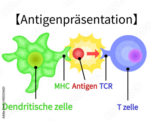 dendritic cell/T cell/antigen presentation illustration　German no background