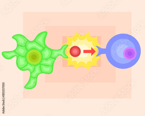 dendritic cell/T cell/antigen presentation illustration