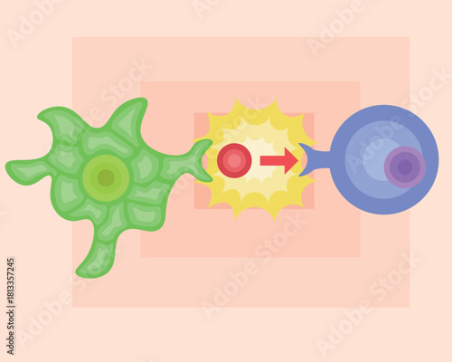 dendritic cell/T cell/antigen presentation illustration