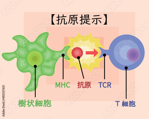 dendritic cell/T cell/antigen presentation illustration Japanese