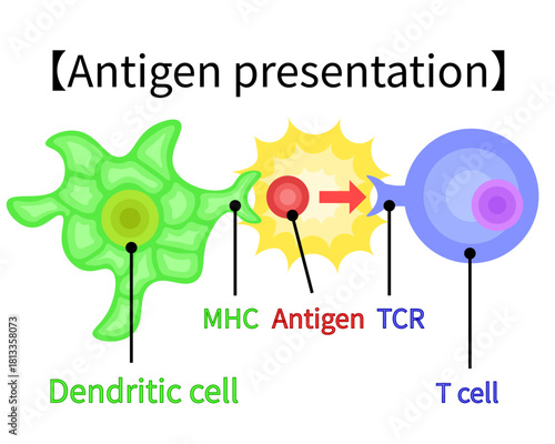 dendritic cell/T cell/antigen presentation illustration　English no background