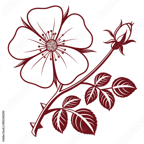 Burgundy Outline Of A Wild Rose Flower And Bud On Stem bloom