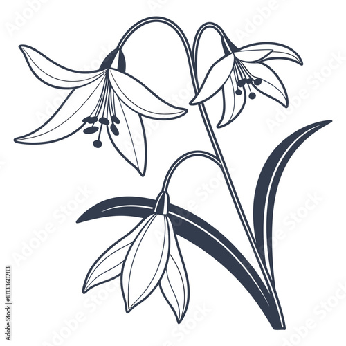 Dark Blue Outline Illustration of Three Bell- Shaped Flowers floral bell flower