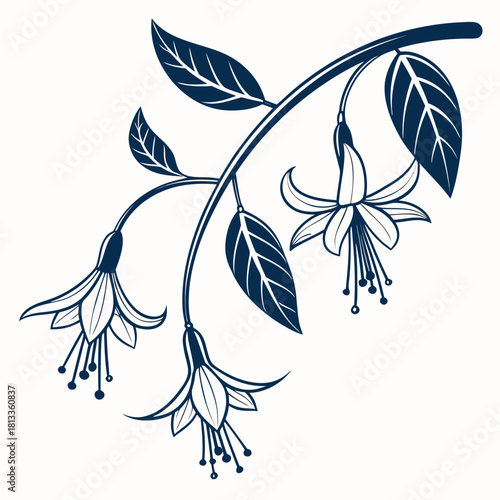 Dark Blue Line Art of Fuchsia Flowers and Leaves on White Background floral plant