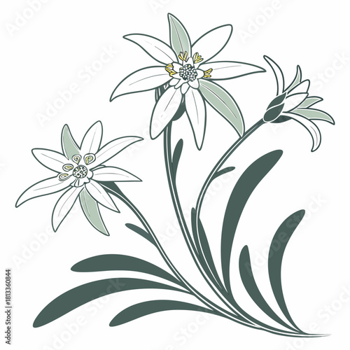Cluster of Edelweiss Flowers with Dark Green Leaves alpine mountain