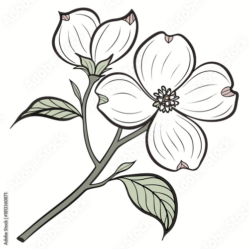 Dogwood Flower Branch with White Petals and Green Leaves icon