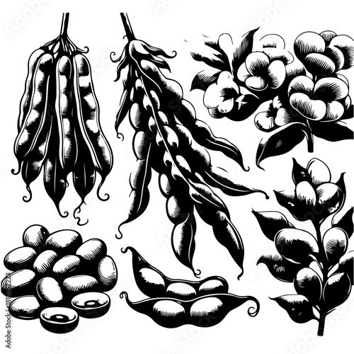 Illustration of various black and white soy plants with pods and beans in different arrangements