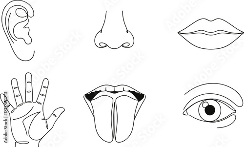 One Continuous Line Drawing Set of Five Senses, Ear, Nose, Lips, Hand, Tongue, and Eye, Human Anatomy and Sense Organs Line Art Vector.