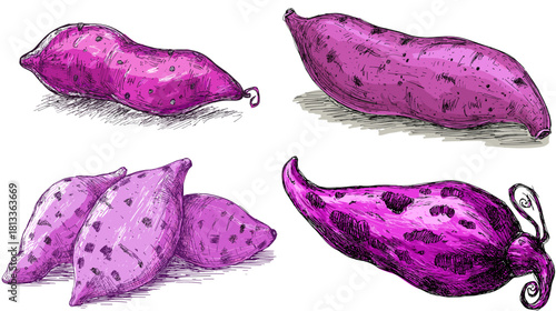 A vibrant illustration set of purple sweet potatoes in whole and sliced forms, drawn with textured details. Ideal for food themes, organic produce, market design, and botanical artwork.