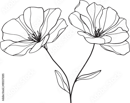 Elegant botanical line art illustration of two blooming flowers with leaves and stems Vector