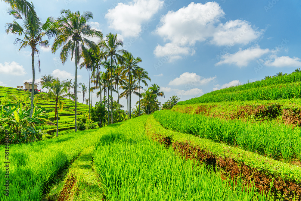 Obraz premium Awesome view of scenic rice terraces in Bali, Indonesia