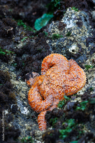 A Beautiful Sea Star on an Exposed Rock at Low Tide