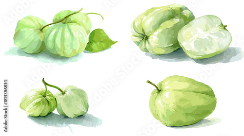 A fresh watercolor illustration of chayote fruits with natural green tones and soft shading. Ideal for botanical themes, organic food designs, garden produce, and farm to table artwork.