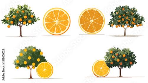 A fresh illustration set of orange trees with ripe fruits and sliced citrus pieces. Bright botanical artwork perfect for food packaging, garden themes, juice branding and natural designs.
